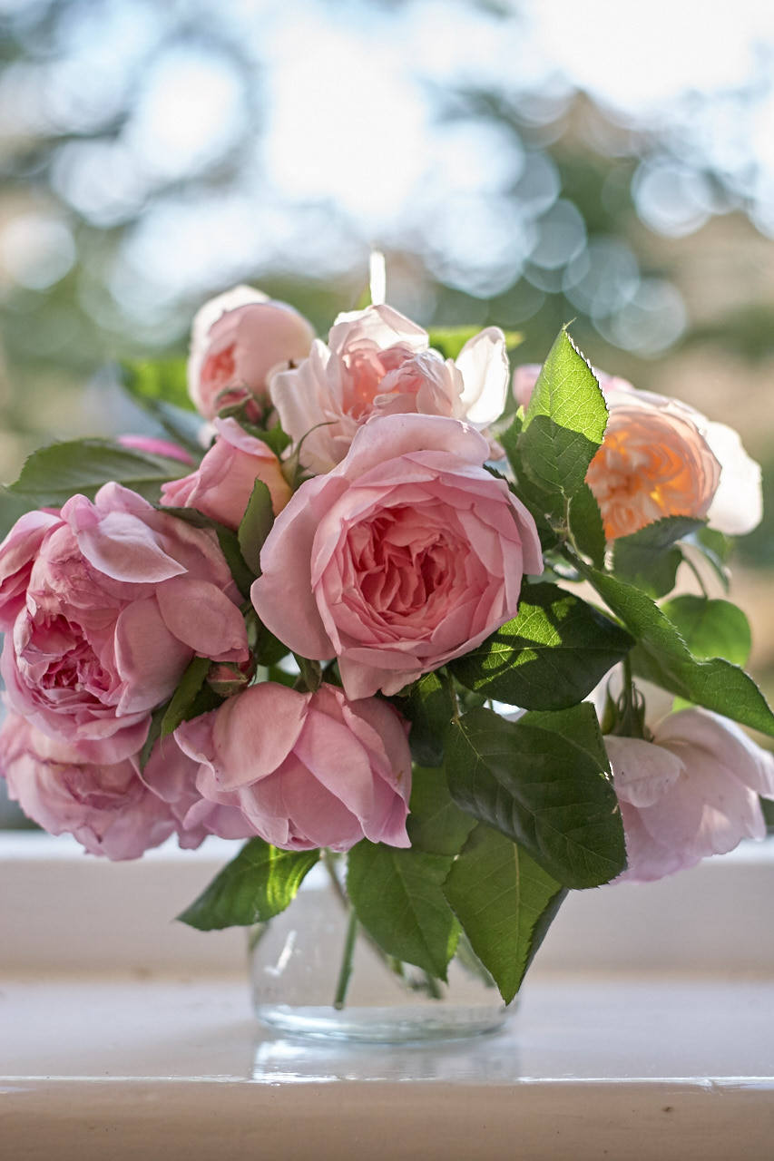 Bellasecretgarden — robertmealing: English Roses