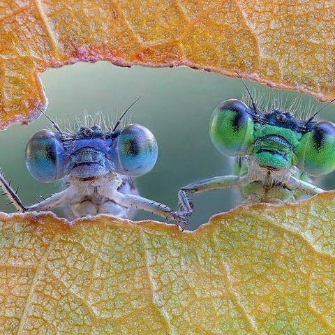 obscureoldguy:“Yeah, human, we are eating your leaf. You got a...