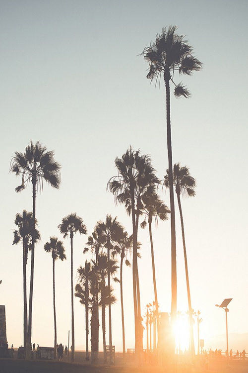 beach bonfire (c1tylight5: VENICE (by Christopher Mongeau))