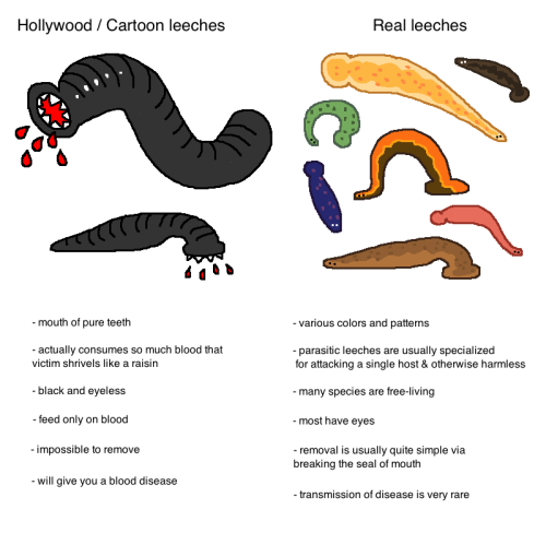 mossworm