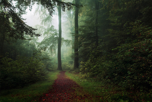 magic-spelldust:The path with the red leaves.byLeif...