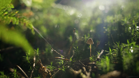 tumblr_oun3hbxVit1upvbufo1_540.gif