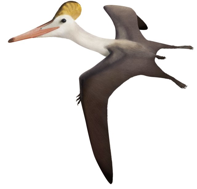 pterodactyl look like