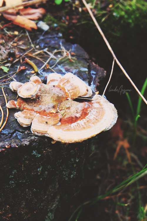 lindagoesmushrooming