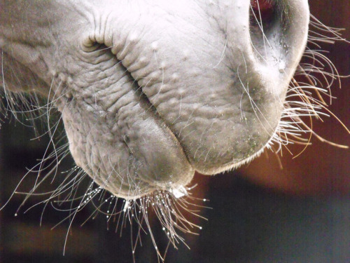 ainawgsd:Whiskers! Horses