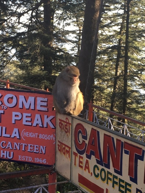 India photos shimla jakhoo temple monkeys