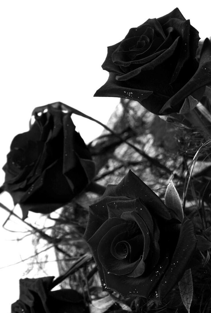 black roses on Tumblr