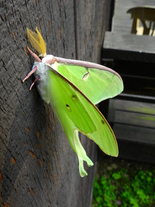 onenicebugperday