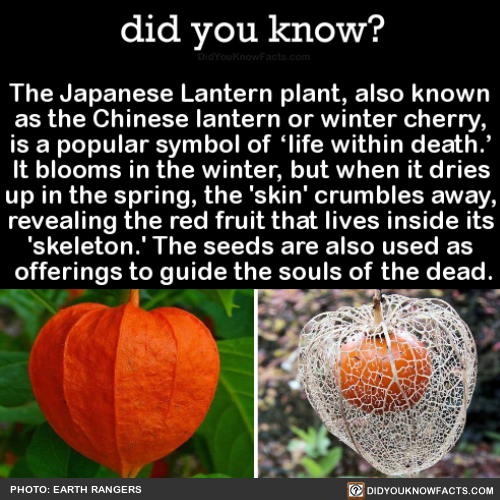 did-you-kno:The Japanese Lantern plant, also known as the...