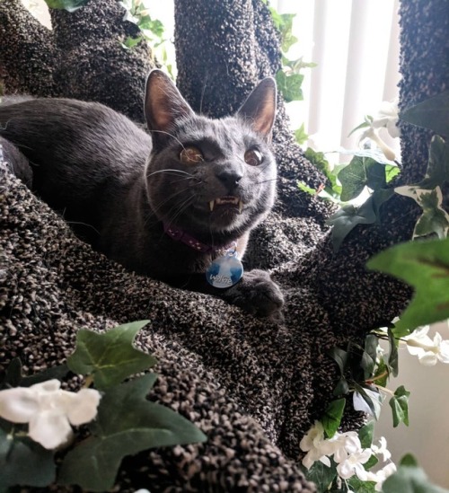 shotinthekidney:catsbeaversandducks:Wolfie the Werecat and...