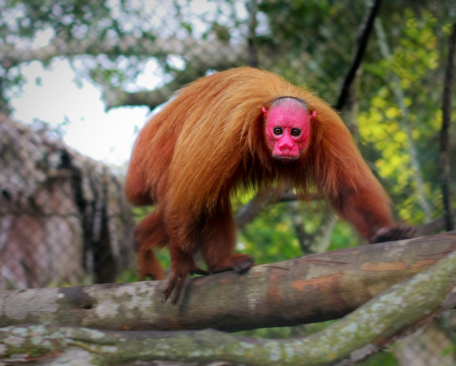 tooiconic:
“ flightyfinch:
“ whatthefauna:
“ The bright red face of a uakari is thought to be an honest indicator of the monkey’s health, facilitating mate choice. The healthier and more parasite-free the individual, the brighter the face.
Image...