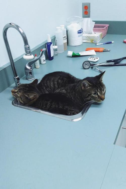 manycats:razayaweek:awwcutepets:They both chose the same...