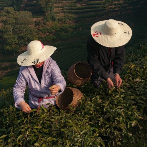 polychelles:Longjing tea harvesters, photographed by Michael...