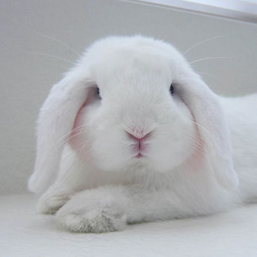 chewyfluffandbunnypuff