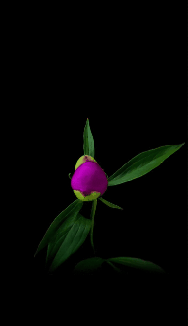 tumblr_pp52581zkS1vd5hiw_540.gif