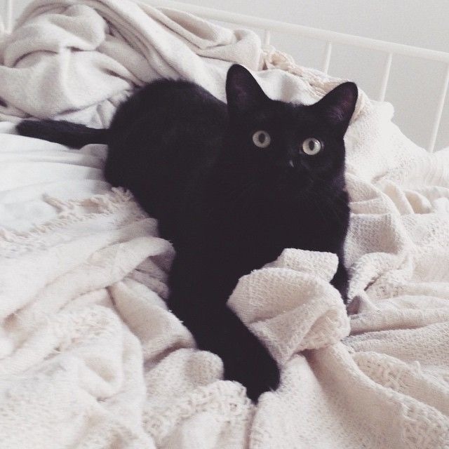 until spring comes again — fortheloveofcare: Black Cat Moodboard ...