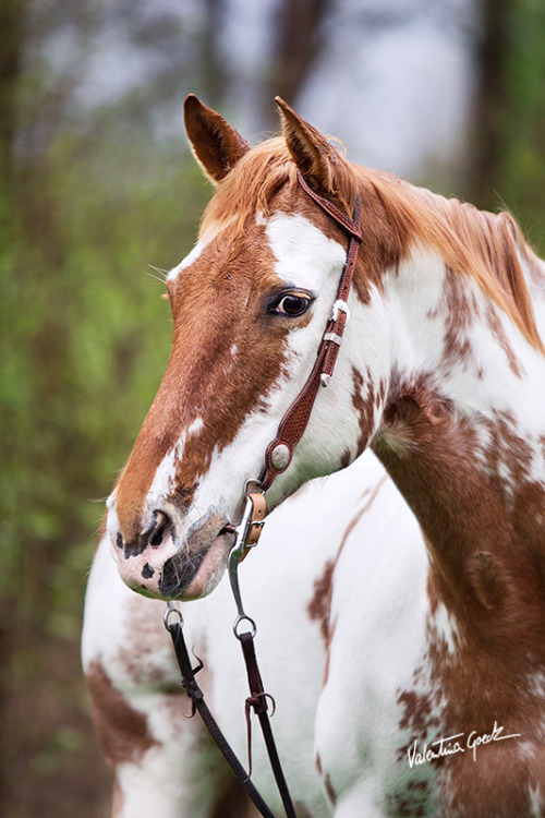 scarlettjane22:Paint Horse Mare Roseby valentina-86