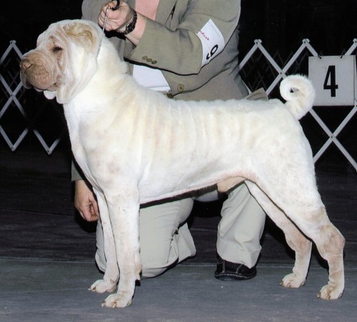 sharpei on Tumblr