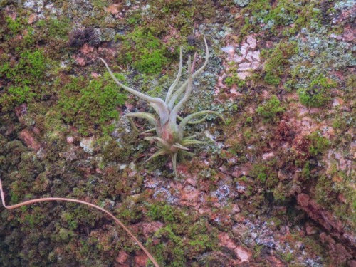 More tillandsias in Cuernavaca, Mexico this morning, 2017.5.27