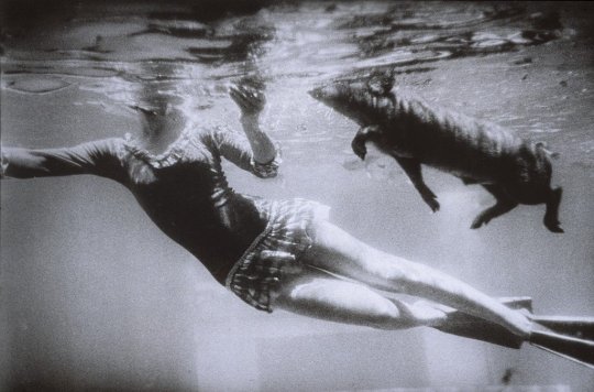 Garry Winogrand, from Animals, 1963 more
