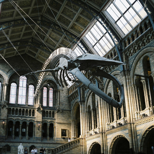 hisafoto:London 04Natural History Museum, London Rolleicord...