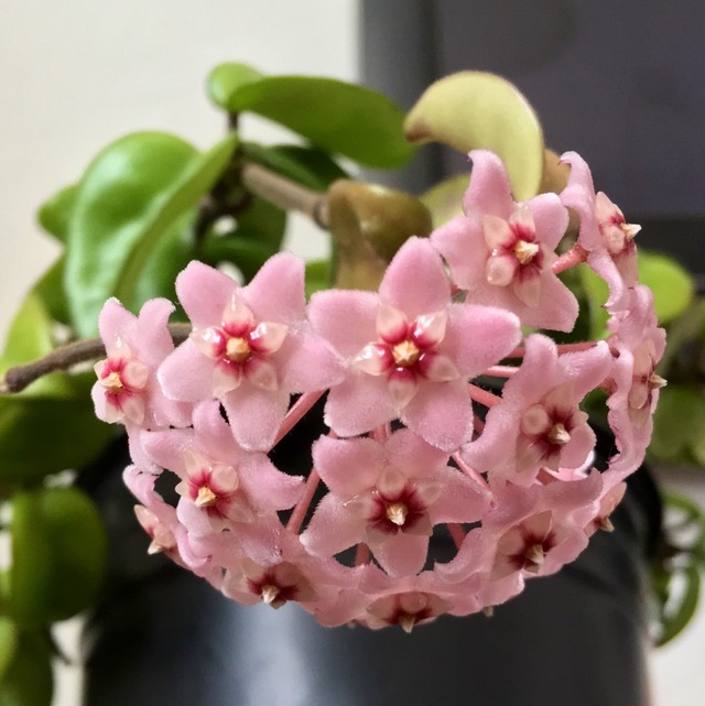 Your local crazy plant lady (Hoya carnosa ‘compacta’ This is blooming ...