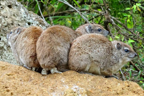 end0skeletal:Rock Hyrax