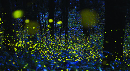 lightning bugs synchronized