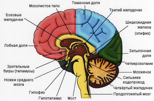 Перенос мозгов калина