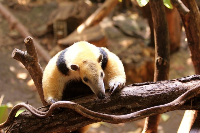 The Animal Blog — Southern Tamandua, taken by jimothygalloway