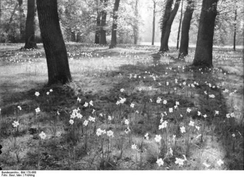 feuerschutz:Old Potsdam / Alt-Potsdam by Max Baur...