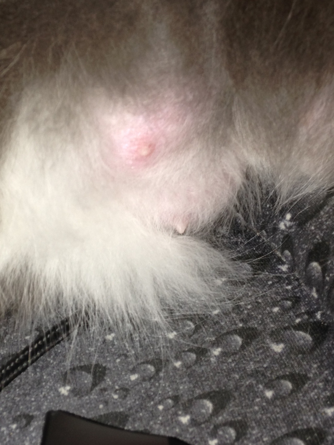 Cat has swollen breast about 1 month after spay is this a common