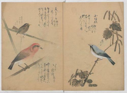 heaveninawildflower:‘A Compendium of Small Birds’ (Japan,...