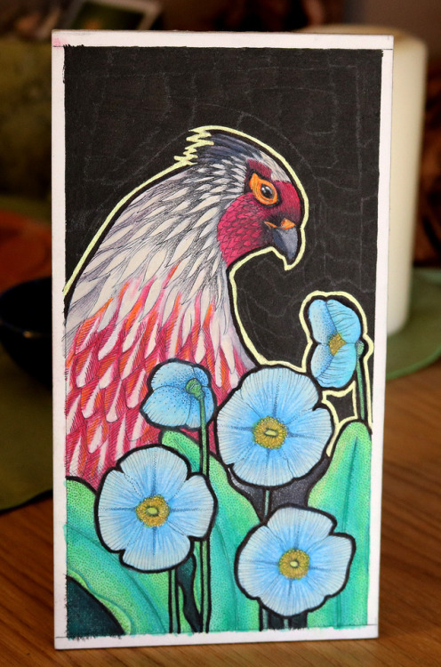 Blood Pheasant // Ithaginis cruentus and Blue poppies //...