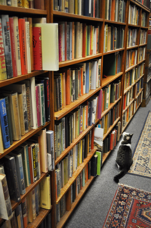 bookmania:bookorithms:Perfection is a bookstore with cats in...