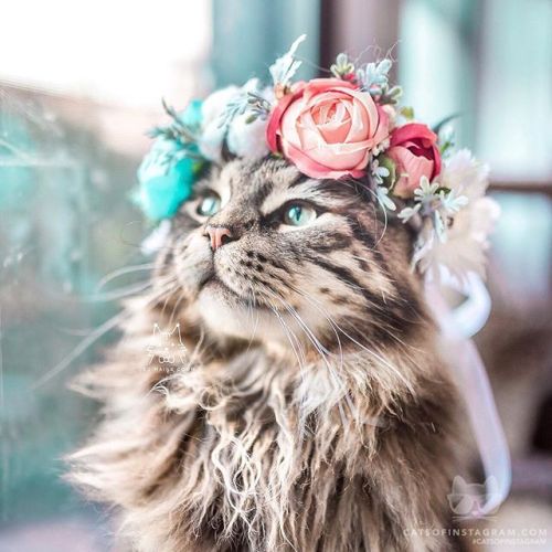 catsofinstagram:From @leo.mainecoon: “feeling extra fabulous...