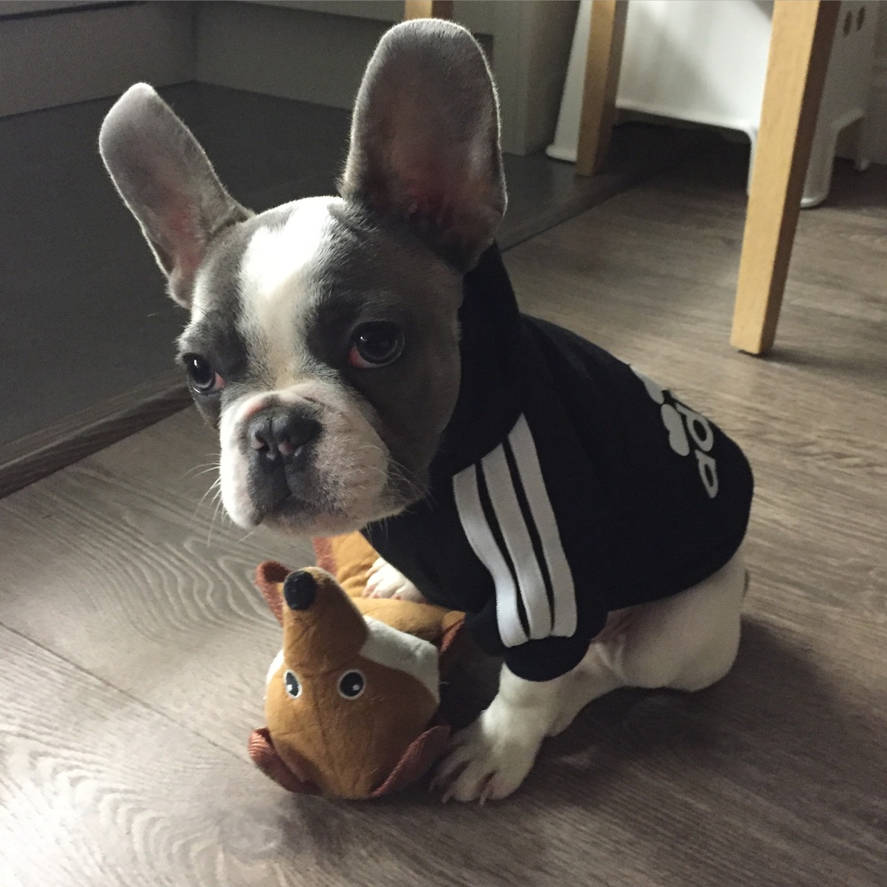 Watch - Puppies Bulldog tumblr pictures video dress - Puppies Bulldog tumblr pictures video