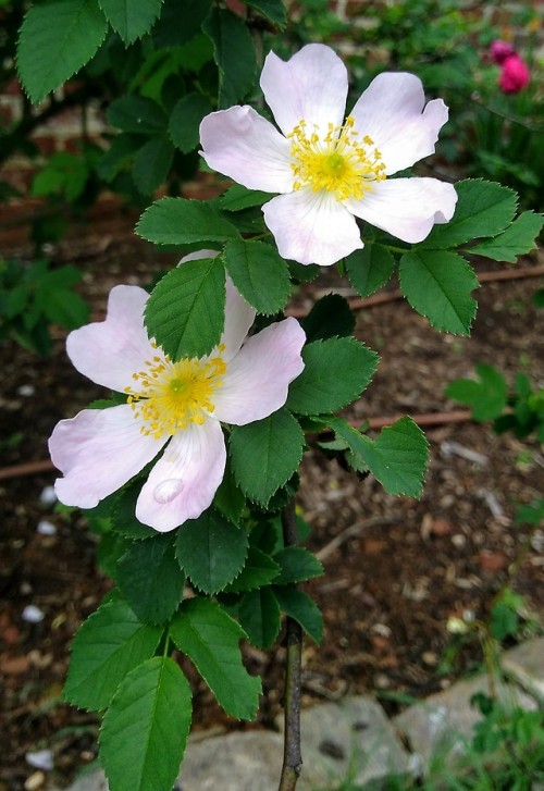 Amazing roses and lots of sniffing at the Lynchburg Va Old City...