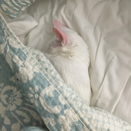 pangur-and-grim:woke up at 2am & found a tiny cat beside...