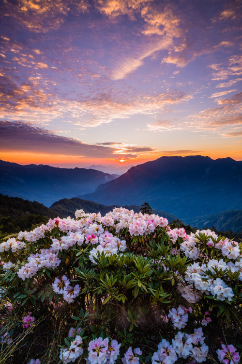 satakentia:Taiwan Alpine Rhododendron by Jeff Lee