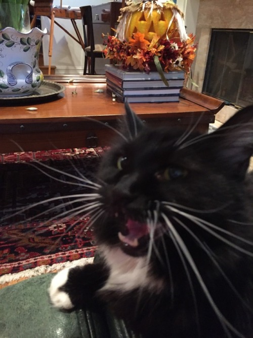 pajamasecrets:Hissy says it’s time to get spooky!