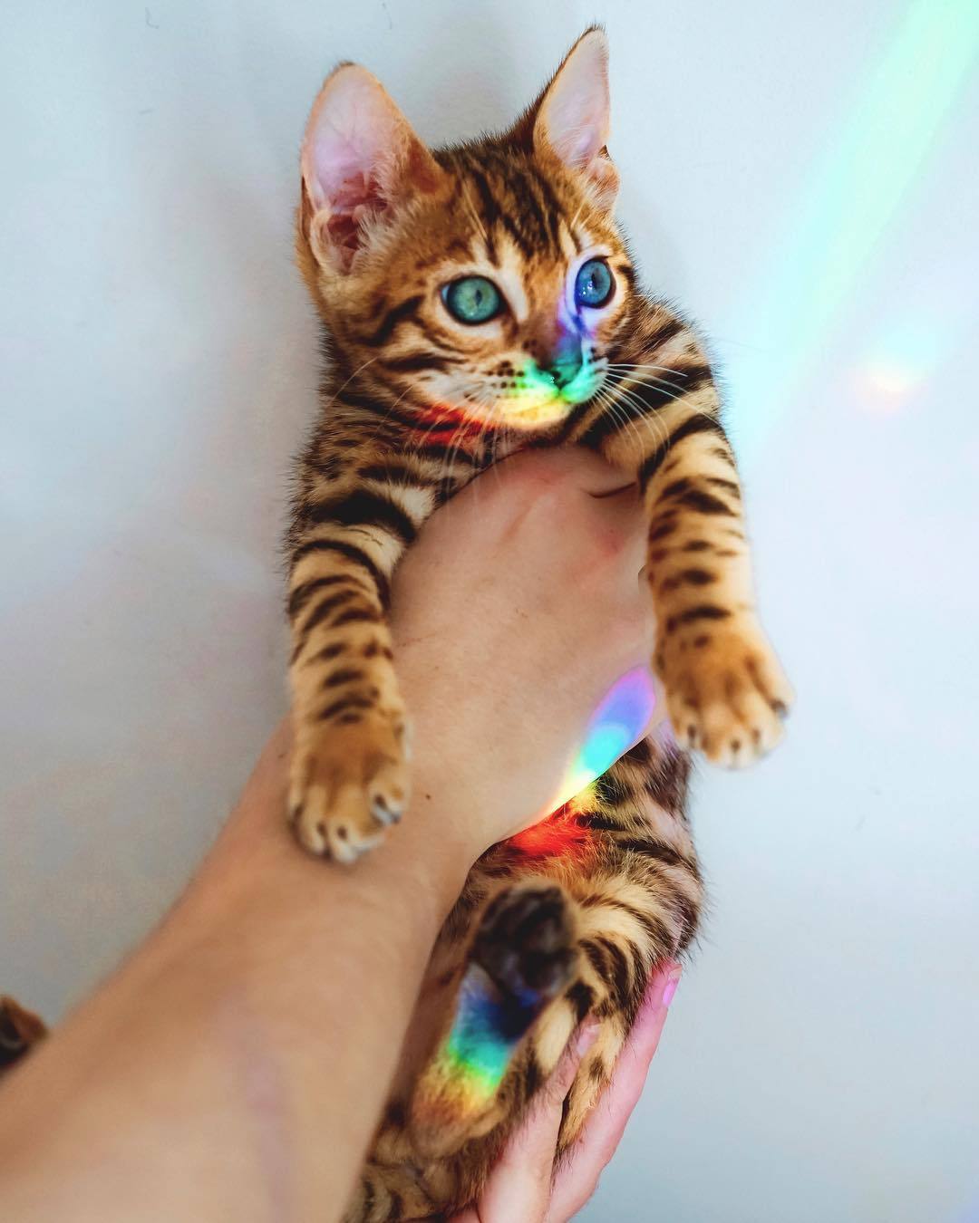 rainbow cat toy