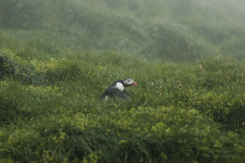 stephaniedolen:puffin liftoff, mykines, faroe islands