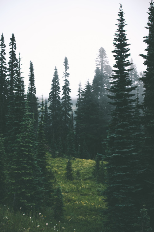 hannahkemp:Forest//Mount Rainier National Park August 2016