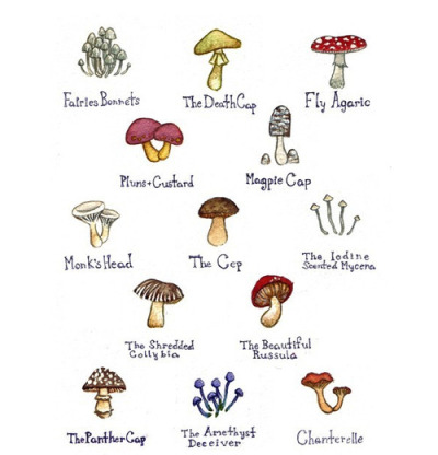 Magic Mushroom Chart