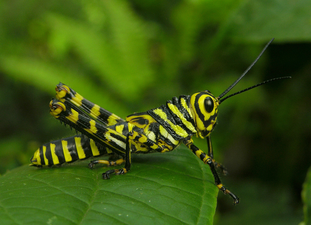 nature-and-politics-zooophagous-andrusmagnus-grasshoppers-i-have