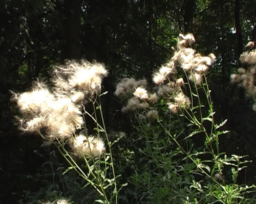 Schwarzwald in August.