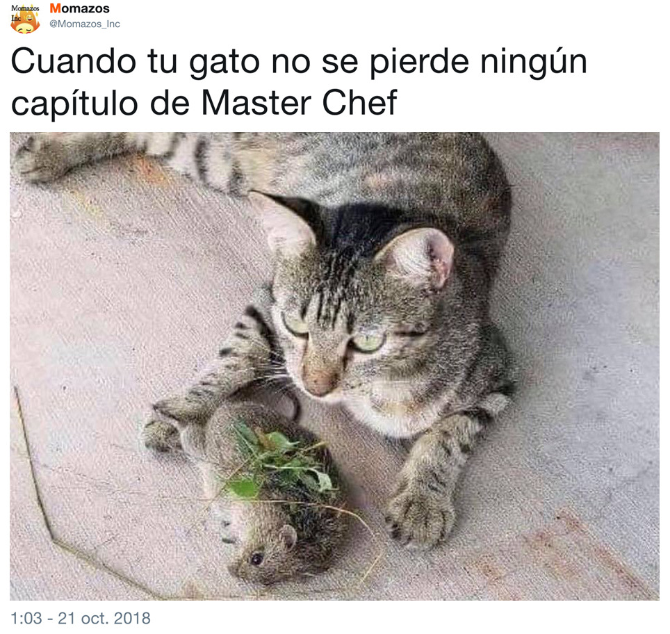 Master Chef gatos