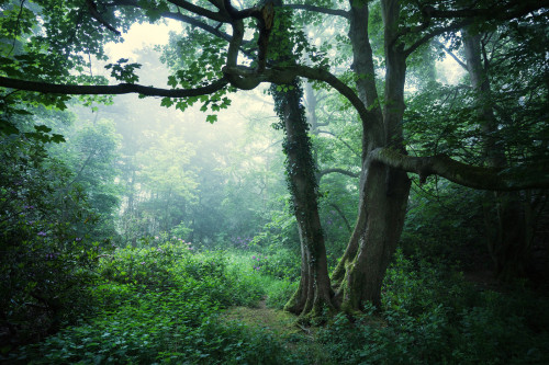 90377:Sherringham Woods - 30/05/2016 by Matthew Dartford