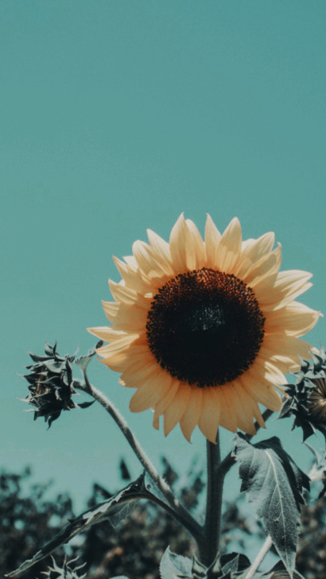 Sunflower Wallpaper Explore Tumblr Posts And Blogs Tumgir